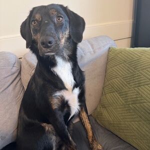 Meet your Posher, Brandon